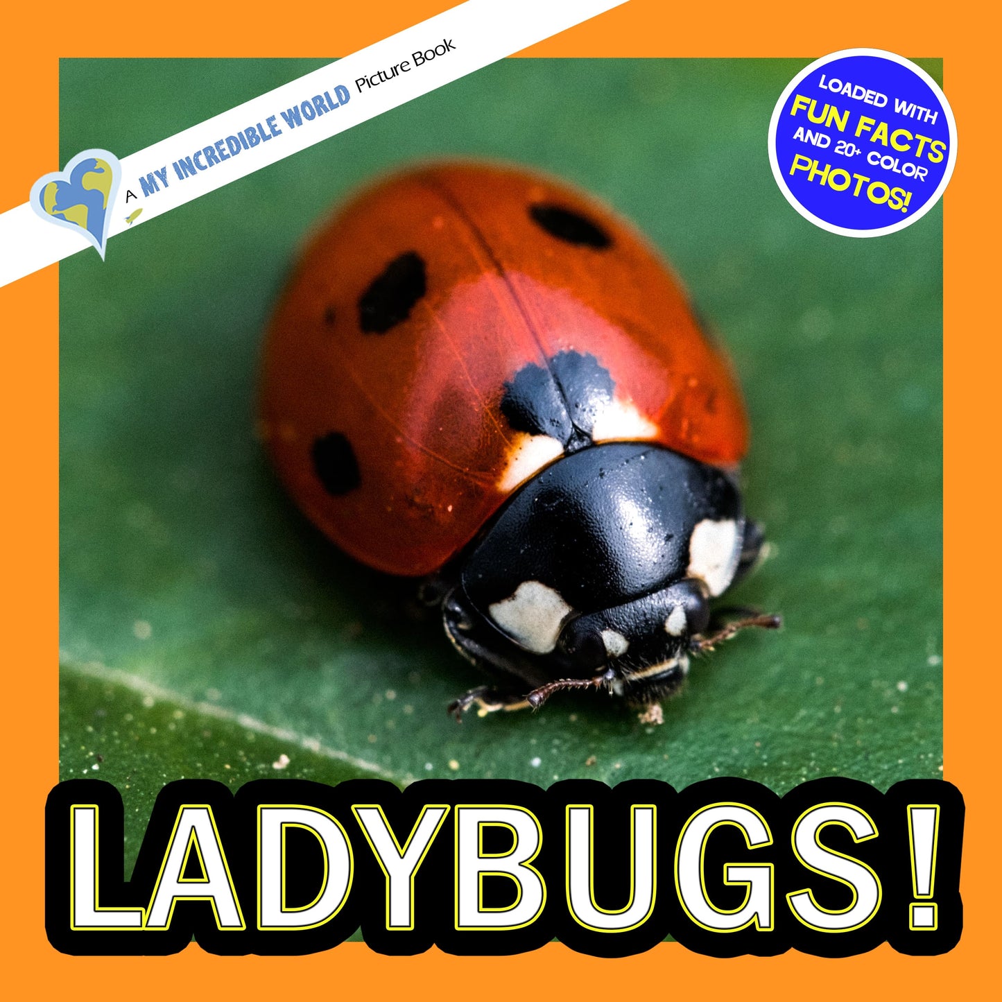 Ladybugs! A My Incredible World Picture Book for Children