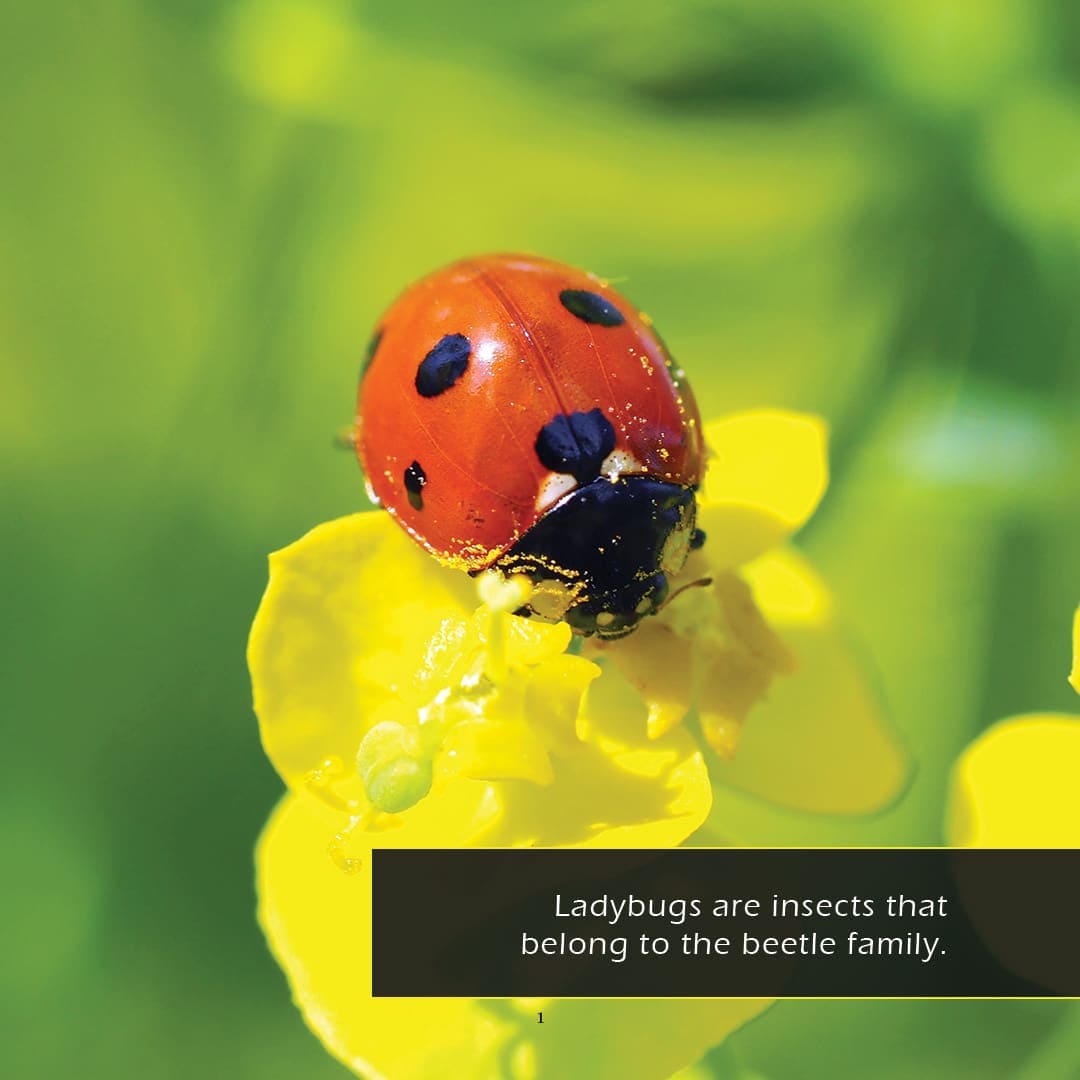 Ladybugs! A My Incredible World Picture Book for Children