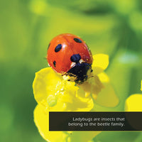 Ladybugs! A My Incredible World Picture Book for Children