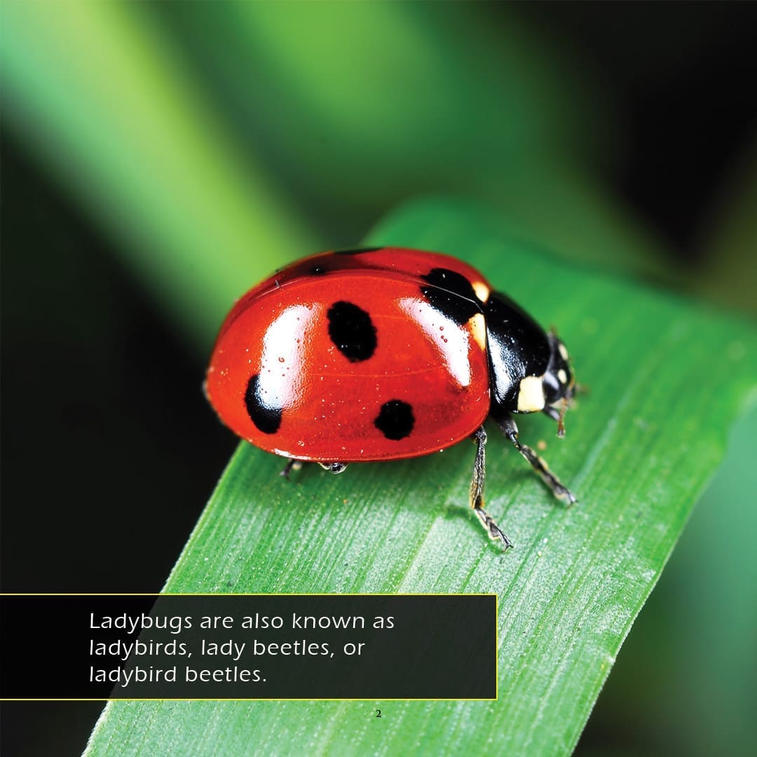 Ladybugs! A My Incredible World Picture Book for Children