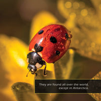 Ladybugs! A My Incredible World Picture Book for Children