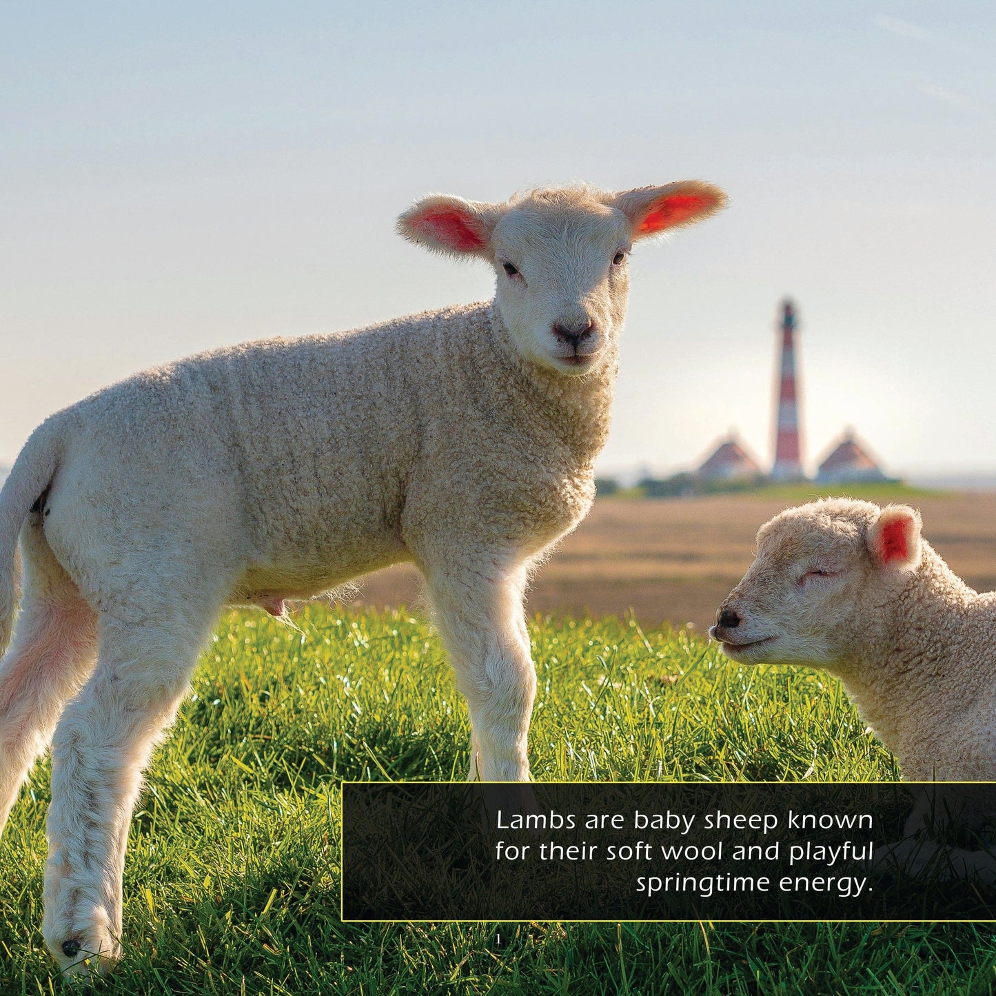Lambs! A My Incredible World Picture Book for Children