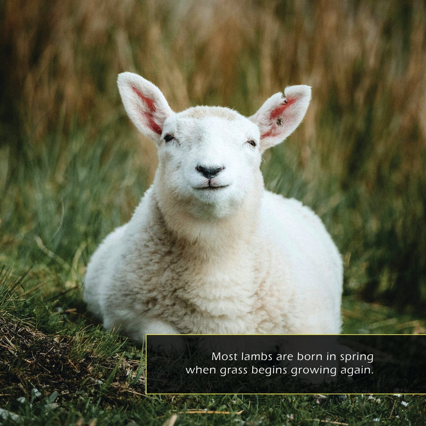 Lambs! A My Incredible World Picture Book for Children