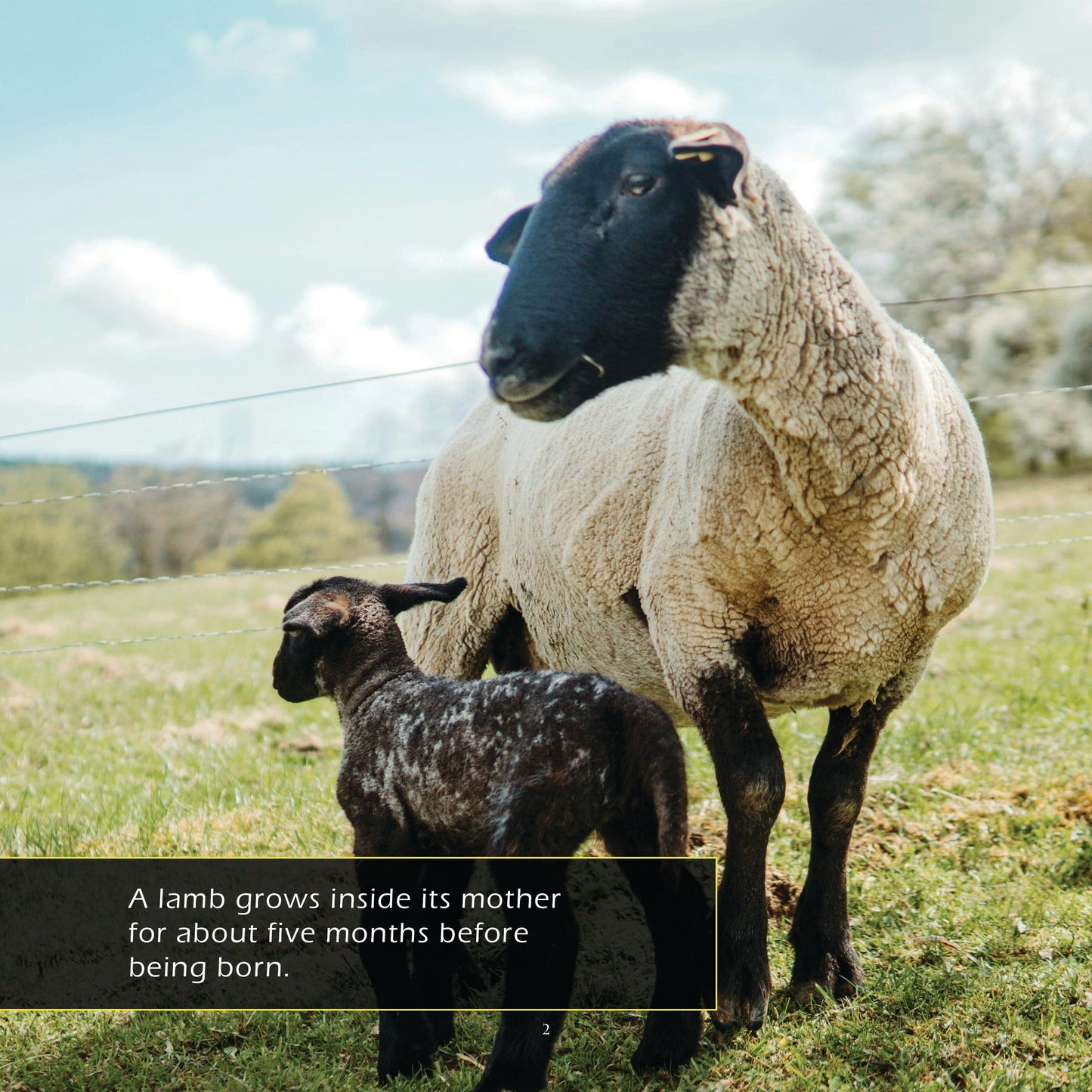 Lambs! A My Incredible World Picture Book for Children