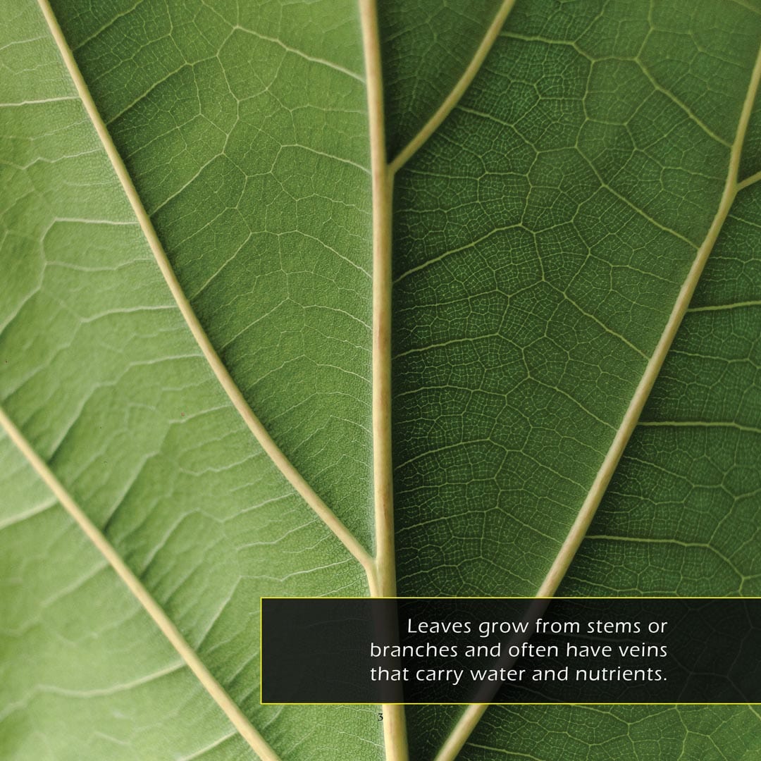 Leaves! A My Incredible World Picture Book for Children