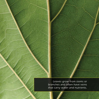 Leaves! A My Incredible World Picture Book for Children