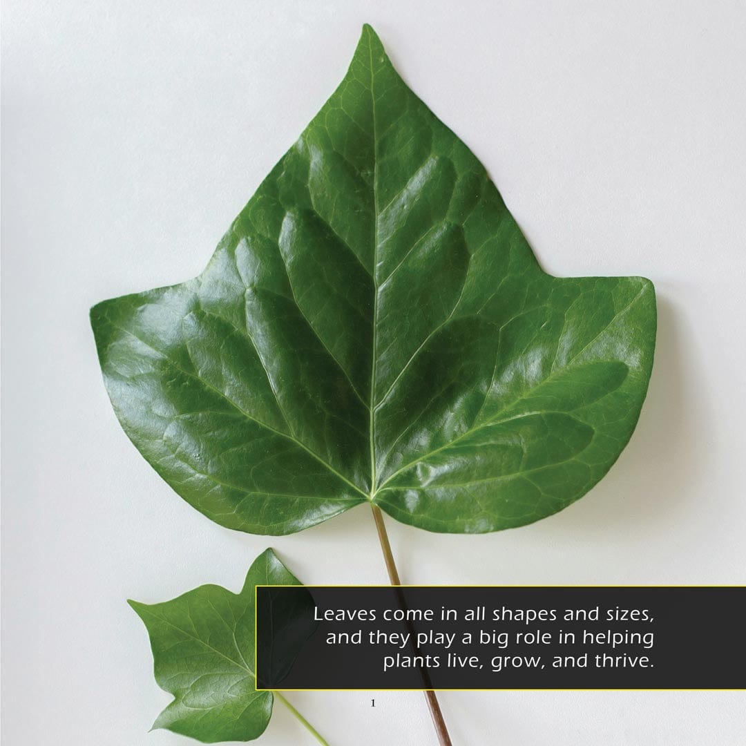 Leaves! A My Incredible World Picture Book for Children