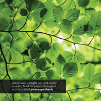 Leaves! A My Incredible World Picture Book for Children