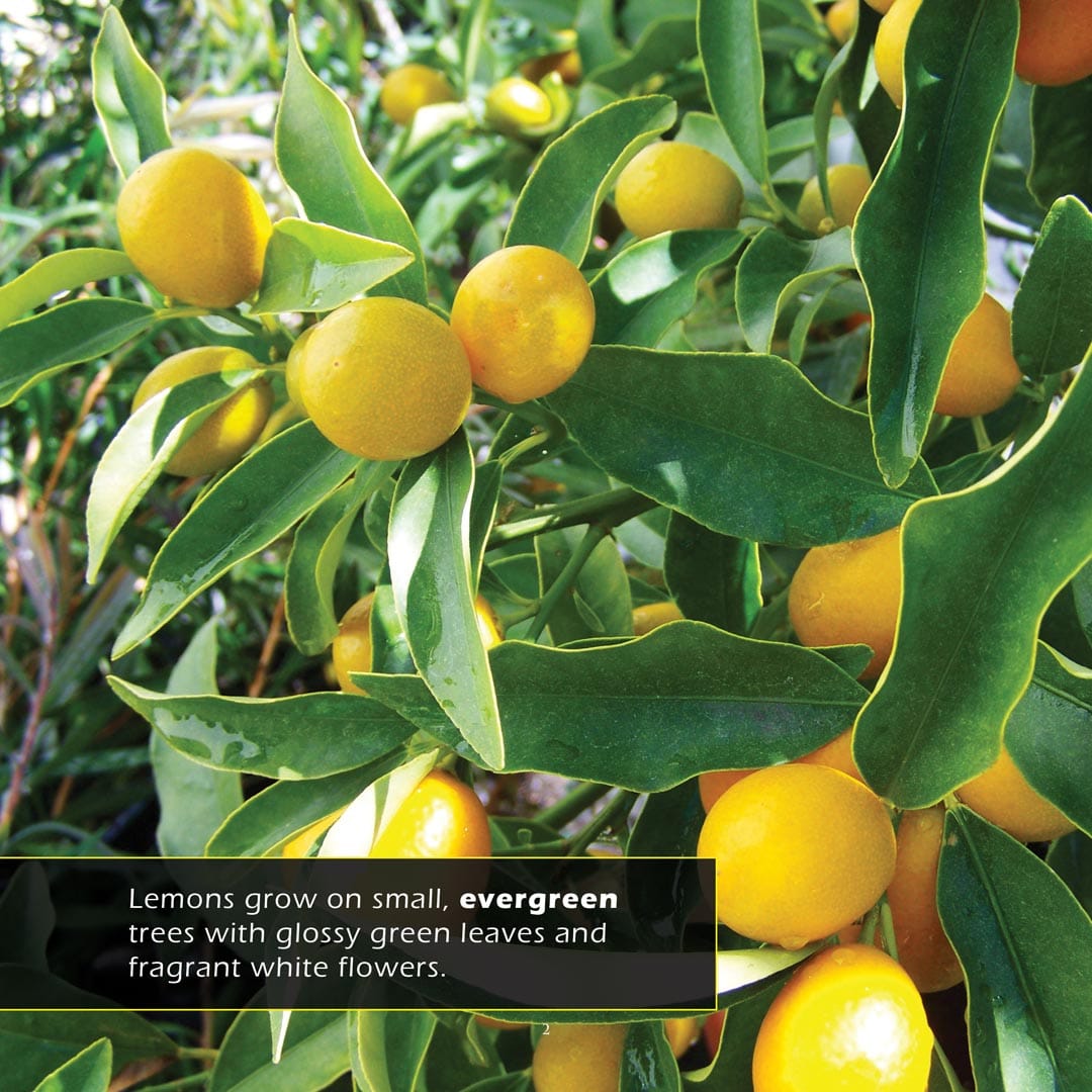 Lemons! A My Incredible World Picture Book for Children