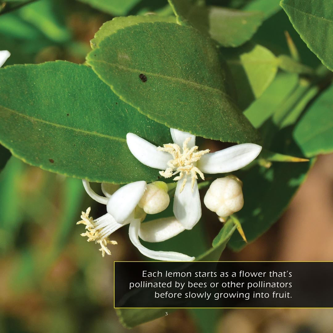 Lemons! A My Incredible World Picture Book for Children