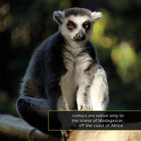 Lemurs! A My Incredible World Picture Book for Children