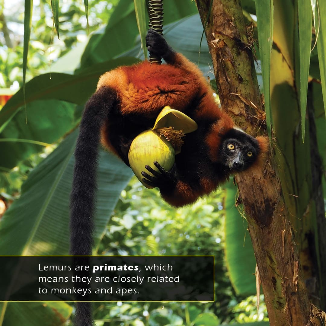 Lemurs! A My Incredible World Picture Book for Children