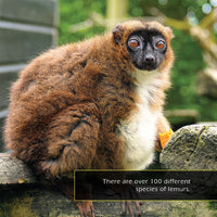 Lemurs! A My Incredible World Picture Book for Children