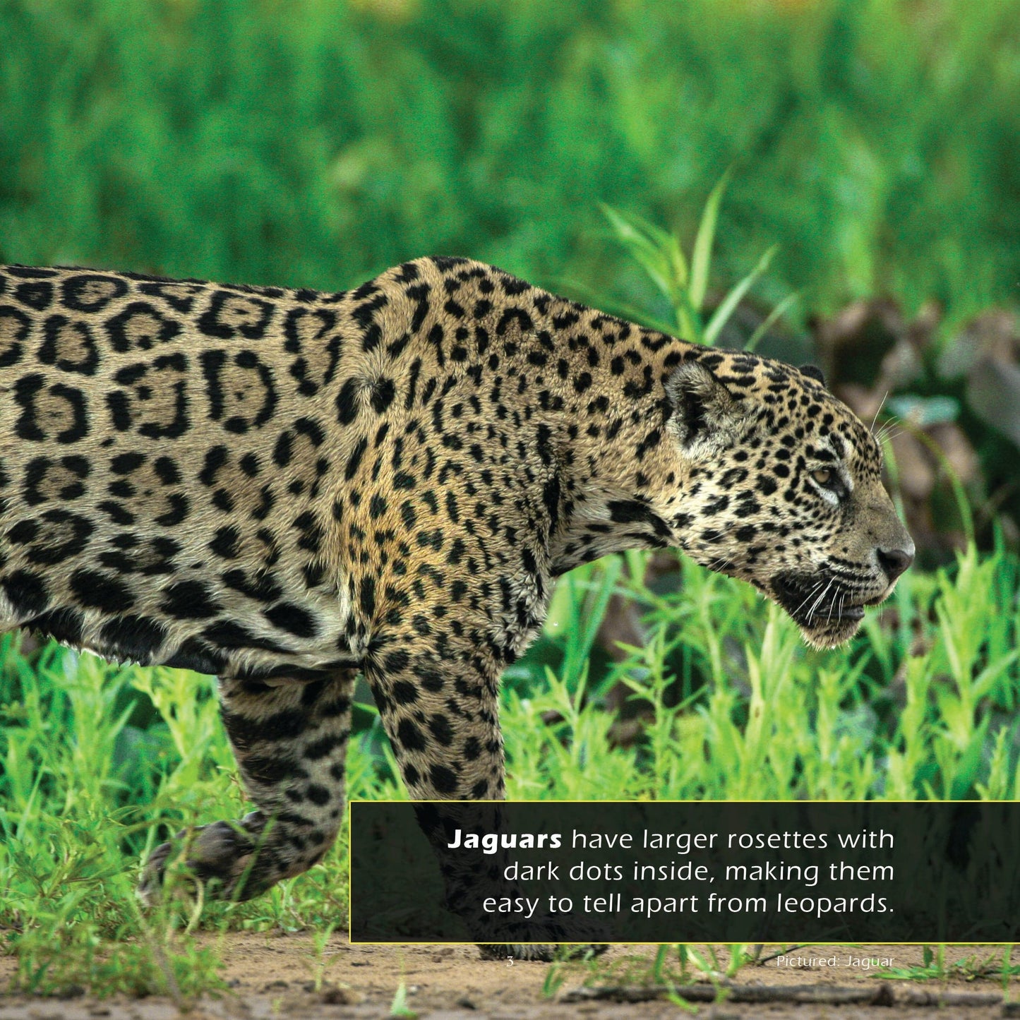 Leopards! A My Incredible World Picture Book for Children