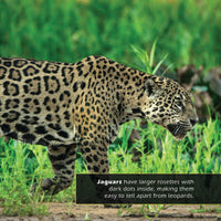 Leopards! A My Incredible World Picture Book for Children