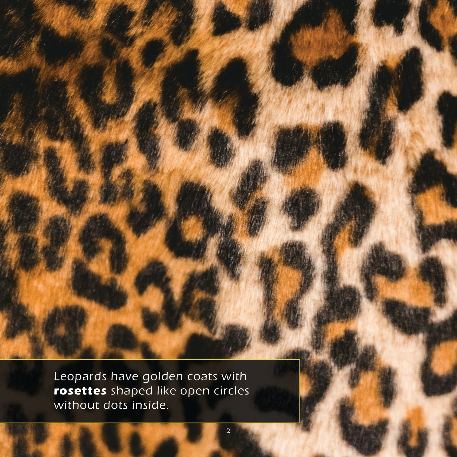 Leopards! A My Incredible World Picture Book for Children
