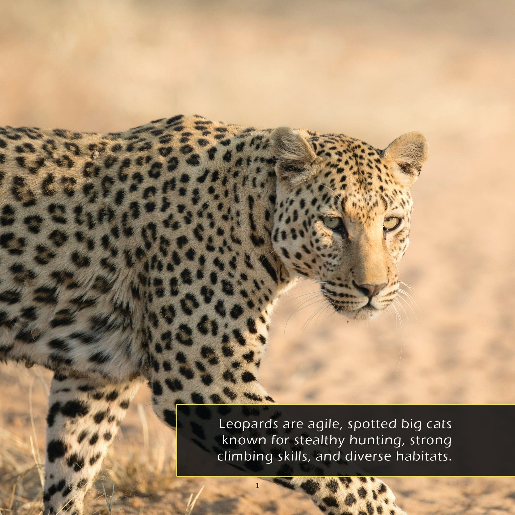 Leopards! A My Incredible World Picture Book for Children