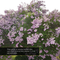 Lilacs! A My Incredible World Picture Book for Children