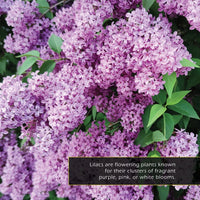 Lilacs! A My Incredible World Picture Book for Children