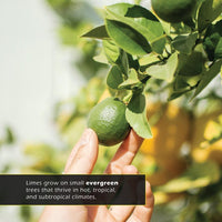 Limes! A My Incredible World Picture Book for Children