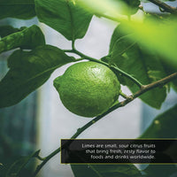 Limes! A My Incredible World Picture Book for Children