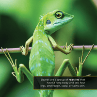 Lizards! A My Incredible World Picture Book for Children