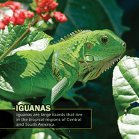 Lizards! A My Incredible World Picture Book for Children