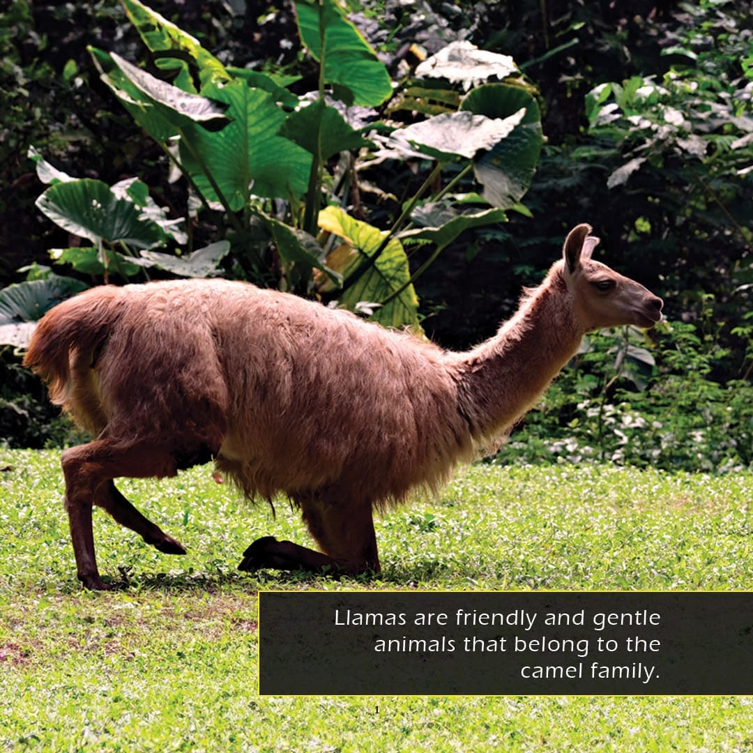 Llamas! A My Incredible World Picture Book for Children