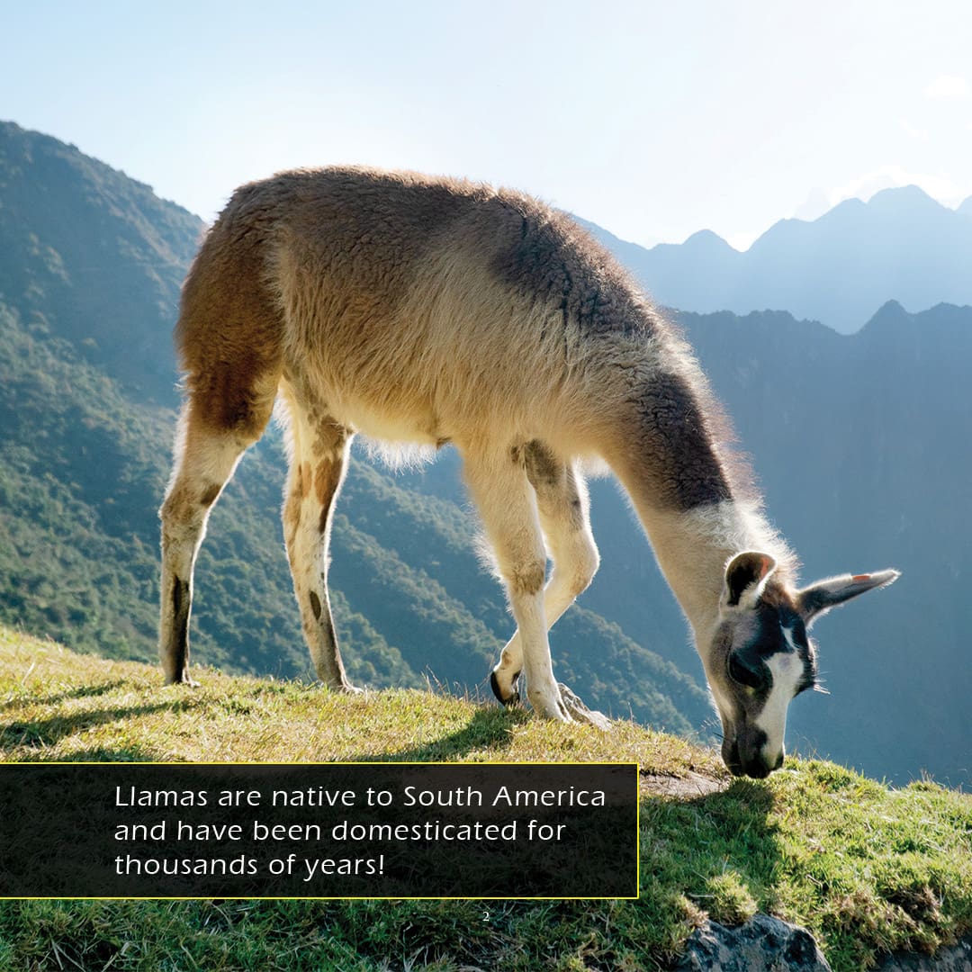 Llamas! A My Incredible World Picture Book for Children