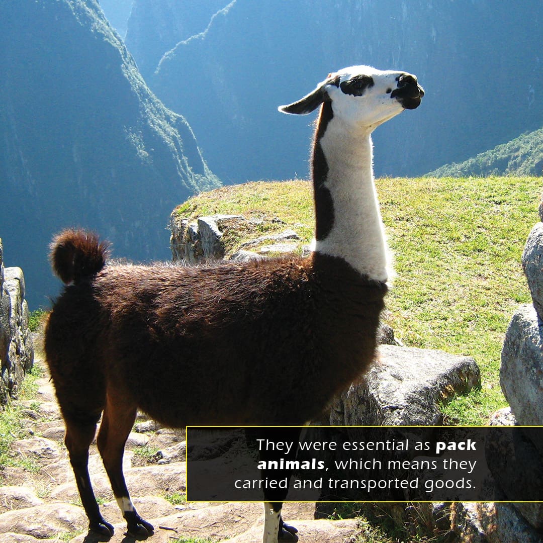 Llamas! A My Incredible World Picture Book for Children