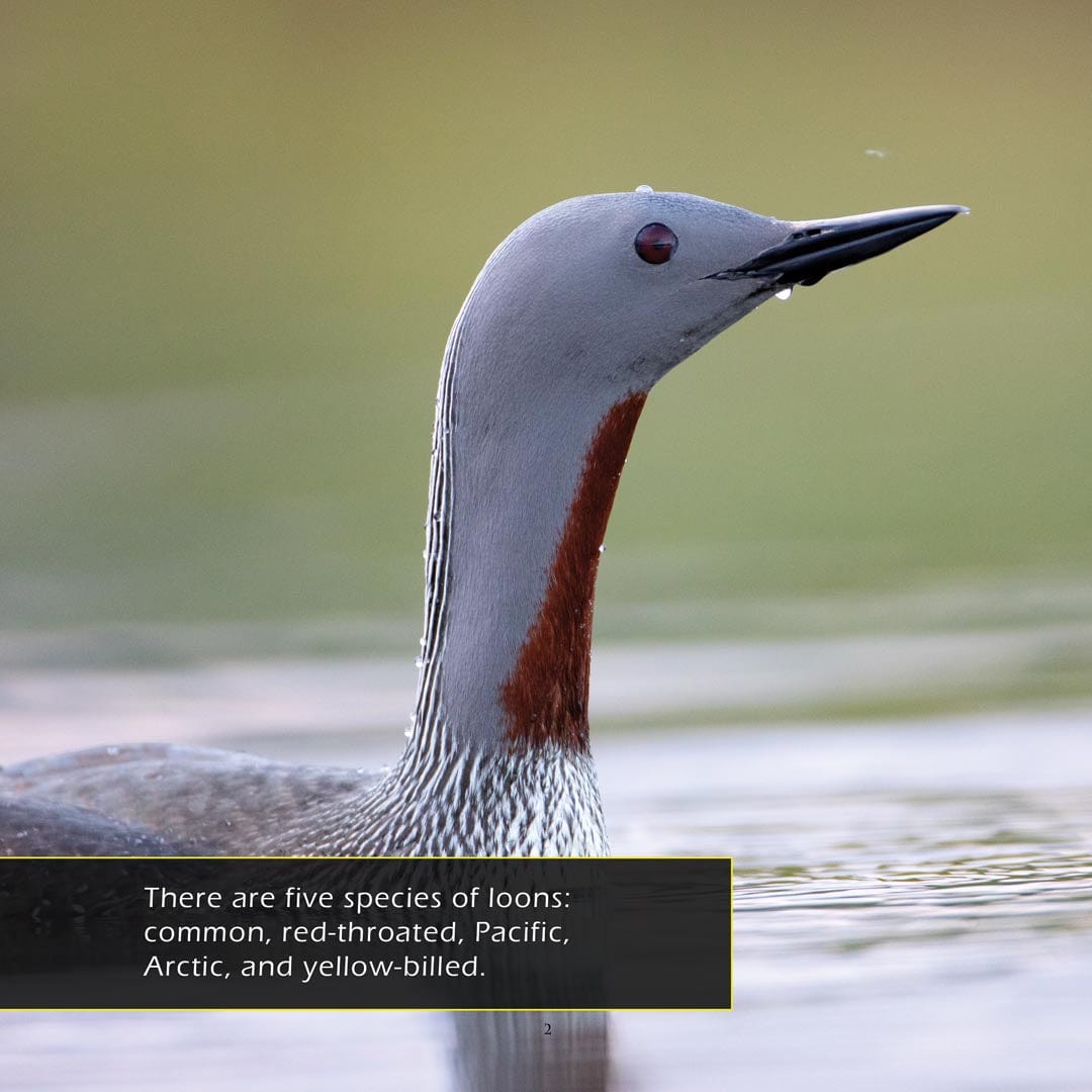 Loons! A My Incredible World Picture Book for Children
