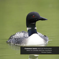 Loons! A My Incredible World Picture Book for Children