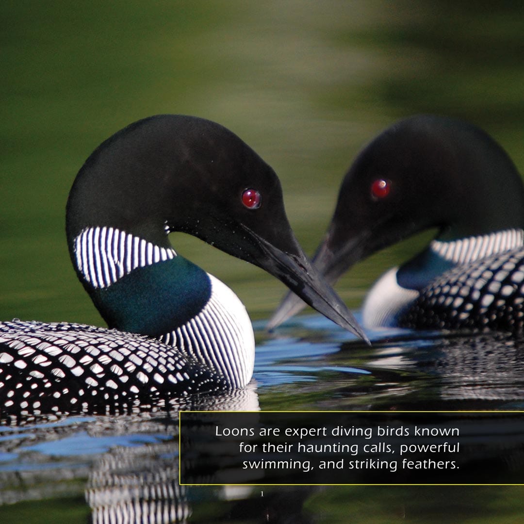 Loons! A My Incredible World Picture Book for Children