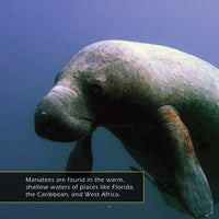 Manatees! A My Incredible World Picture Book for Children