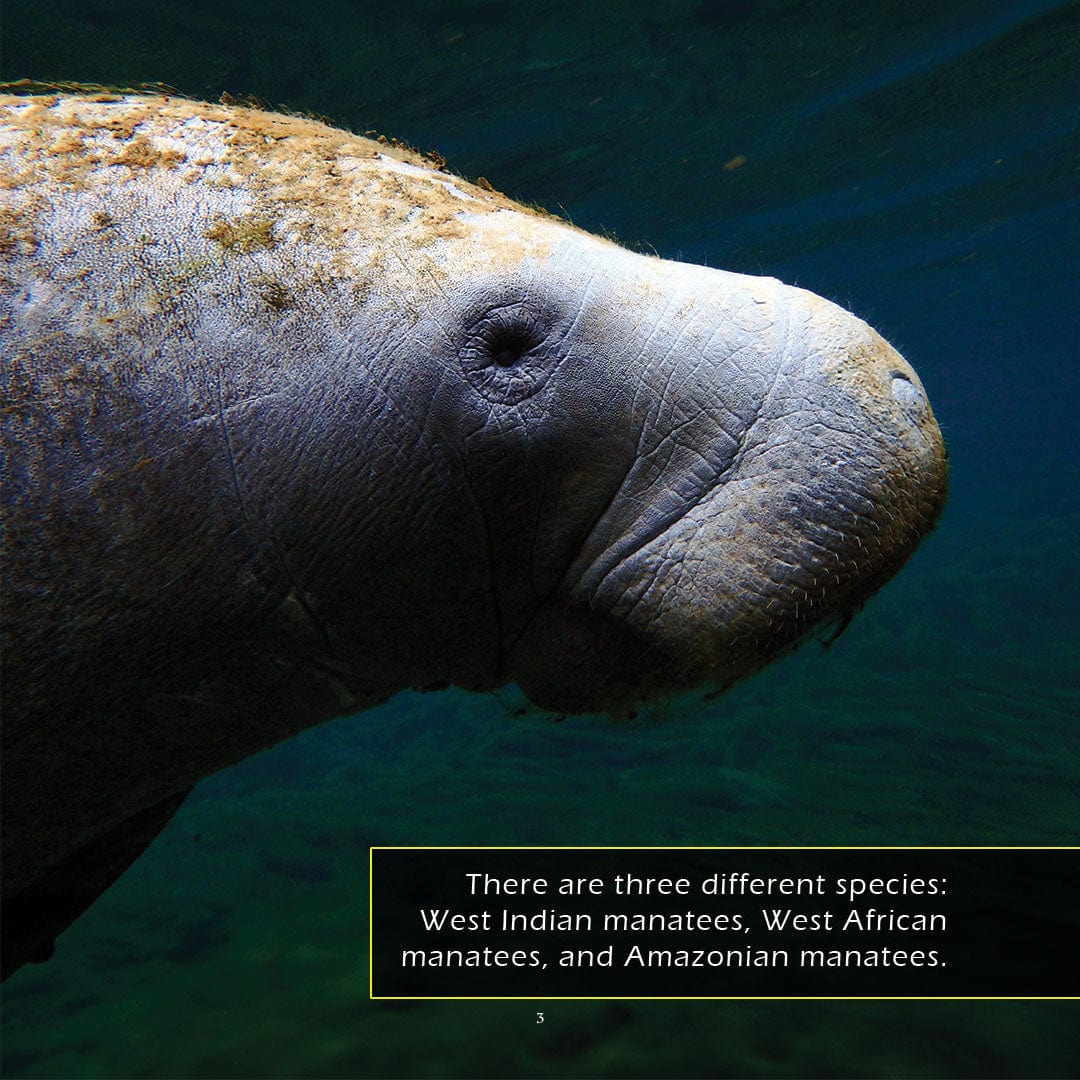 Manatees! A My Incredible World Picture Book for Children