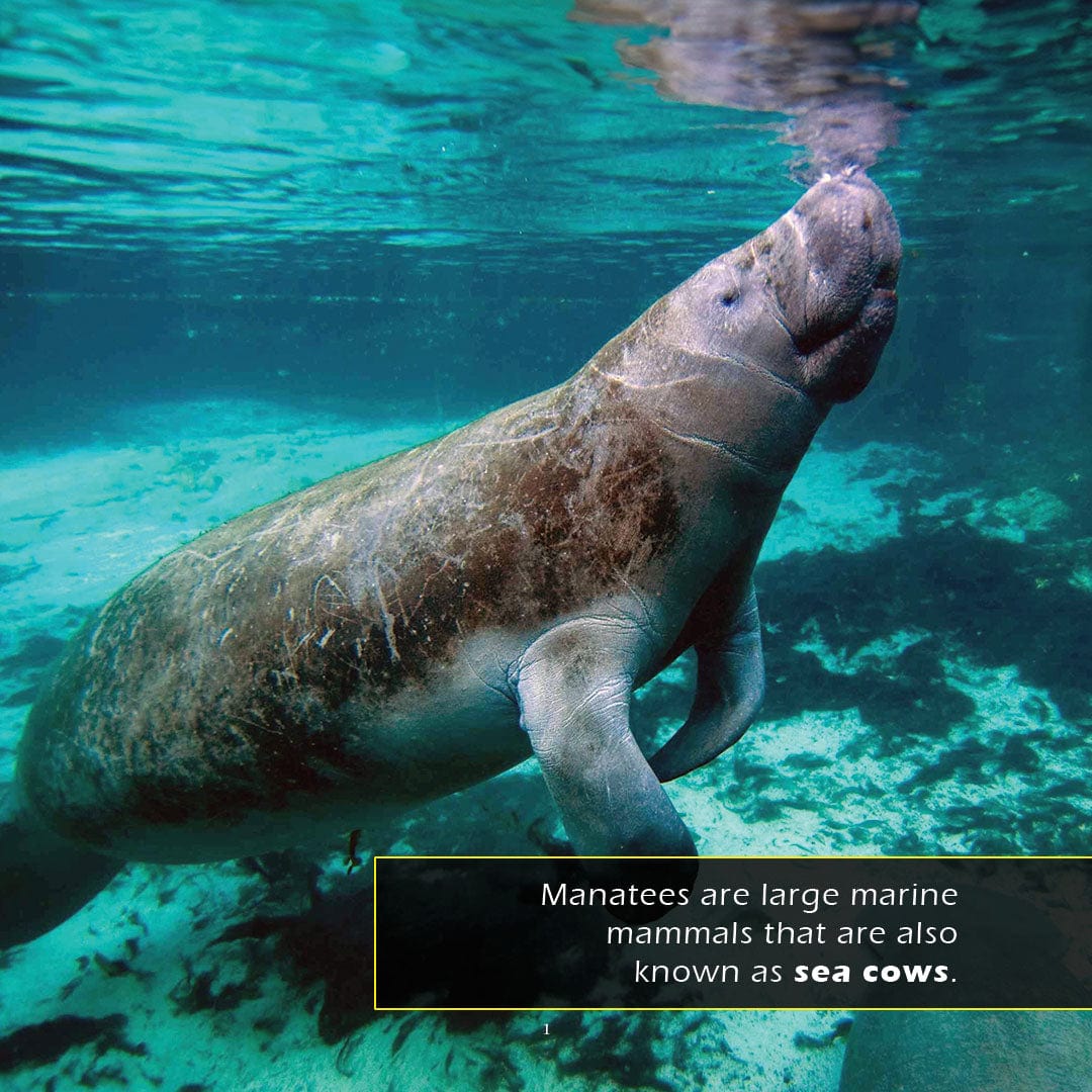 Manatees! A My Incredible World Picture Book for Children