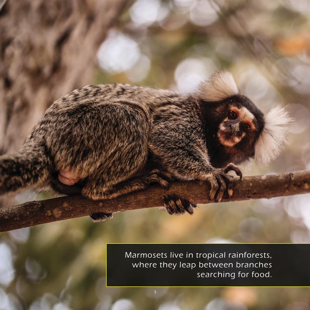 Marmosets! A My Incredible World Picture Book for Children
