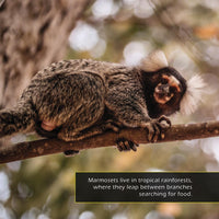 Marmosets! A My Incredible World Picture Book for Children