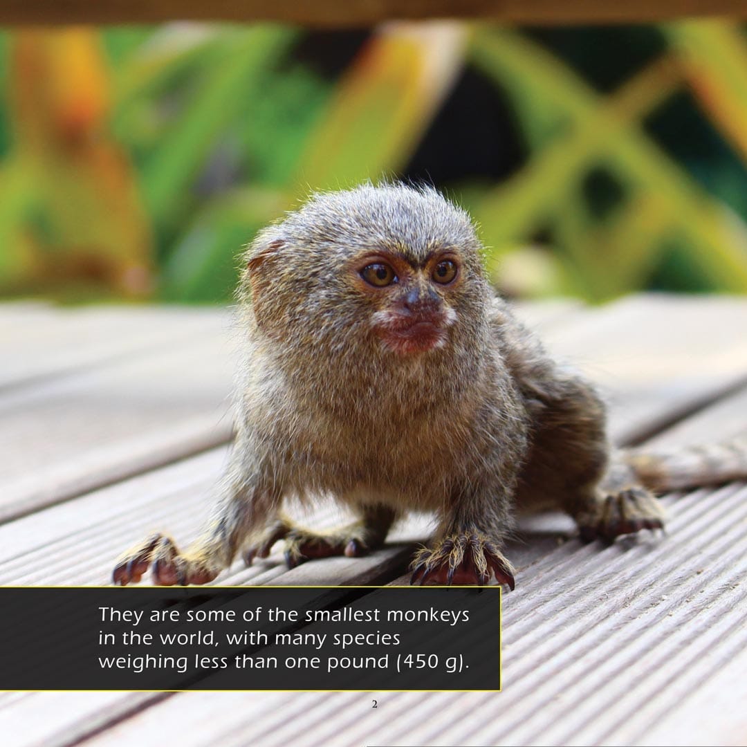 Marmosets! A My Incredible World Picture Book for Children
