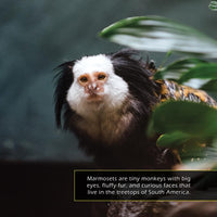 Marmosets! A My Incredible World Picture Book for Children