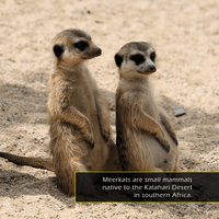 Meerkats! A My Incredible World Picture Book for Children