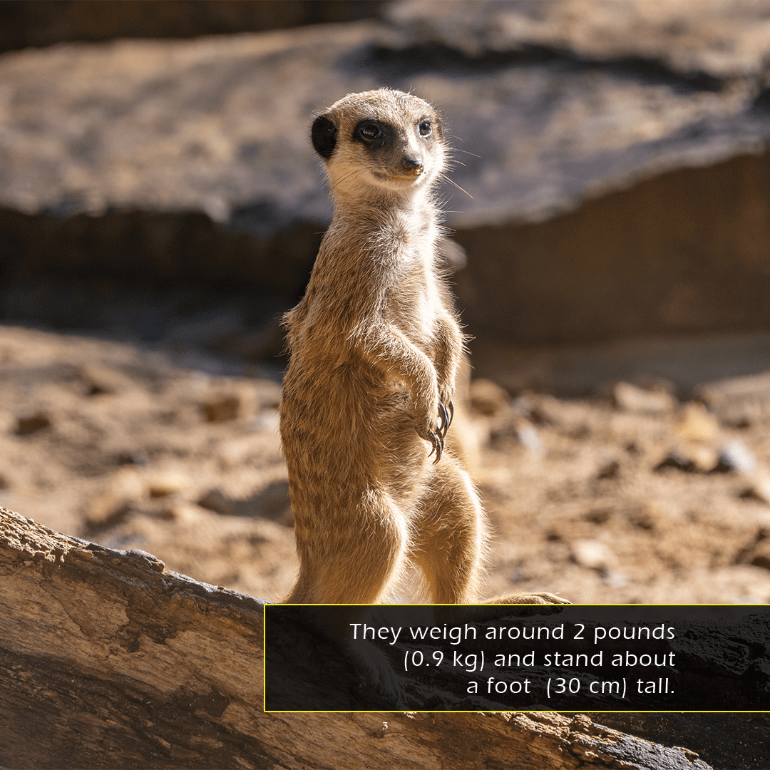 Meerkats! A My Incredible World Picture Book for Children