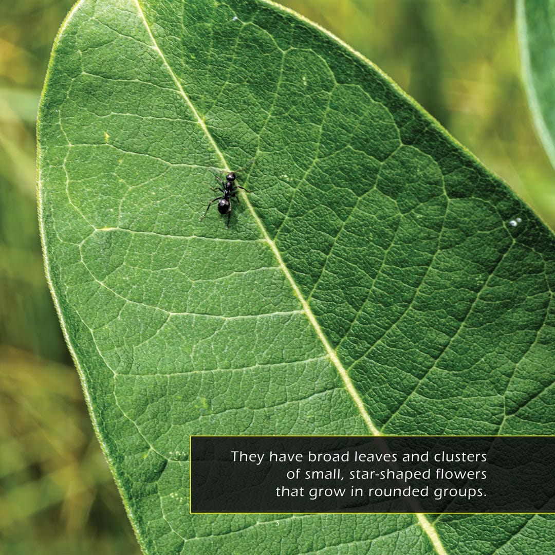 Milkweed! A My Incredible World Picture Book for Children