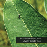 Milkweed! A My Incredible World Picture Book for Children
