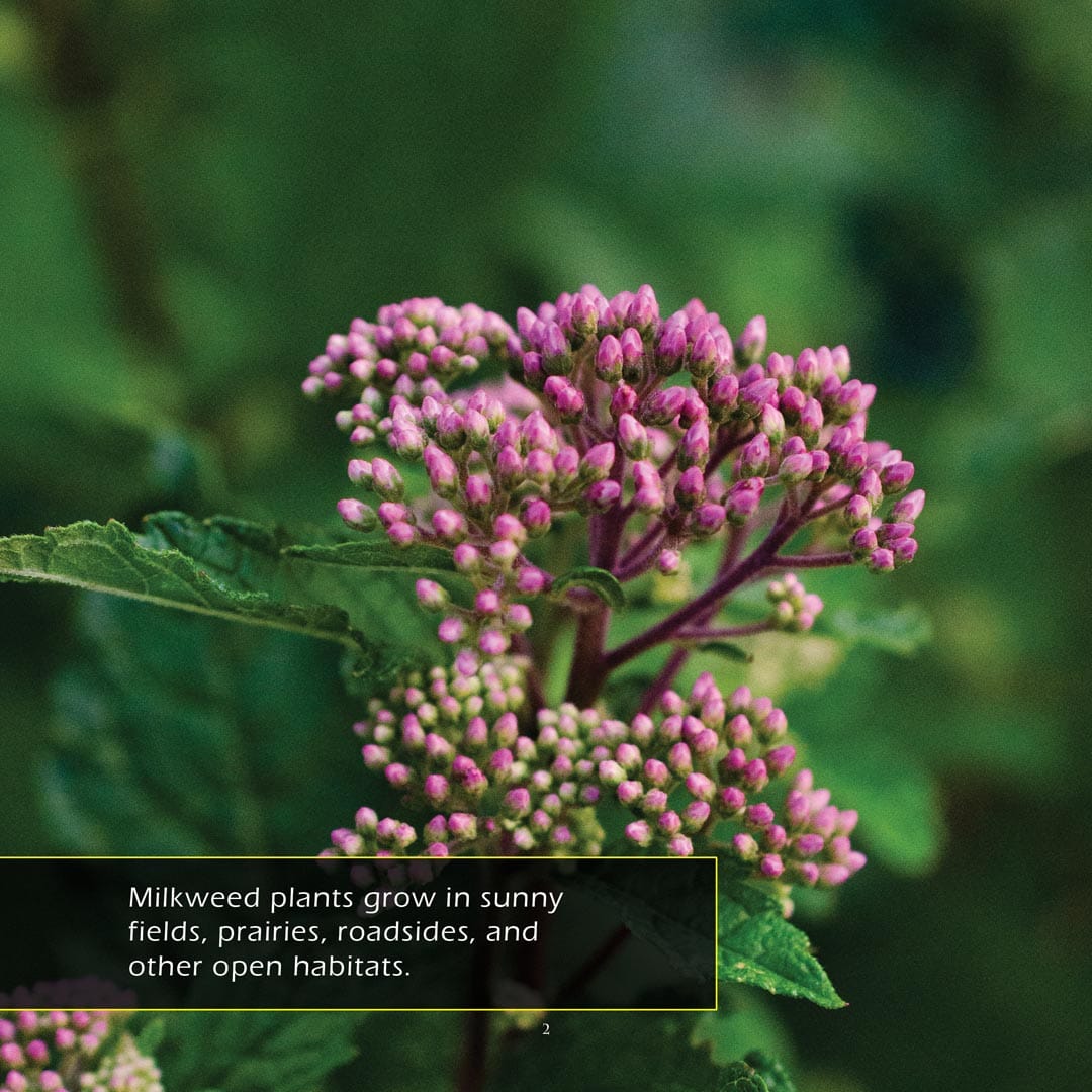 Milkweed! A My Incredible World Picture Book for Children