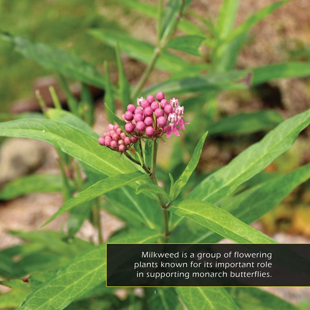 Milkweed! A My Incredible World Picture Book for Children