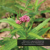 Milkweed! A My Incredible World Picture Book for Children
