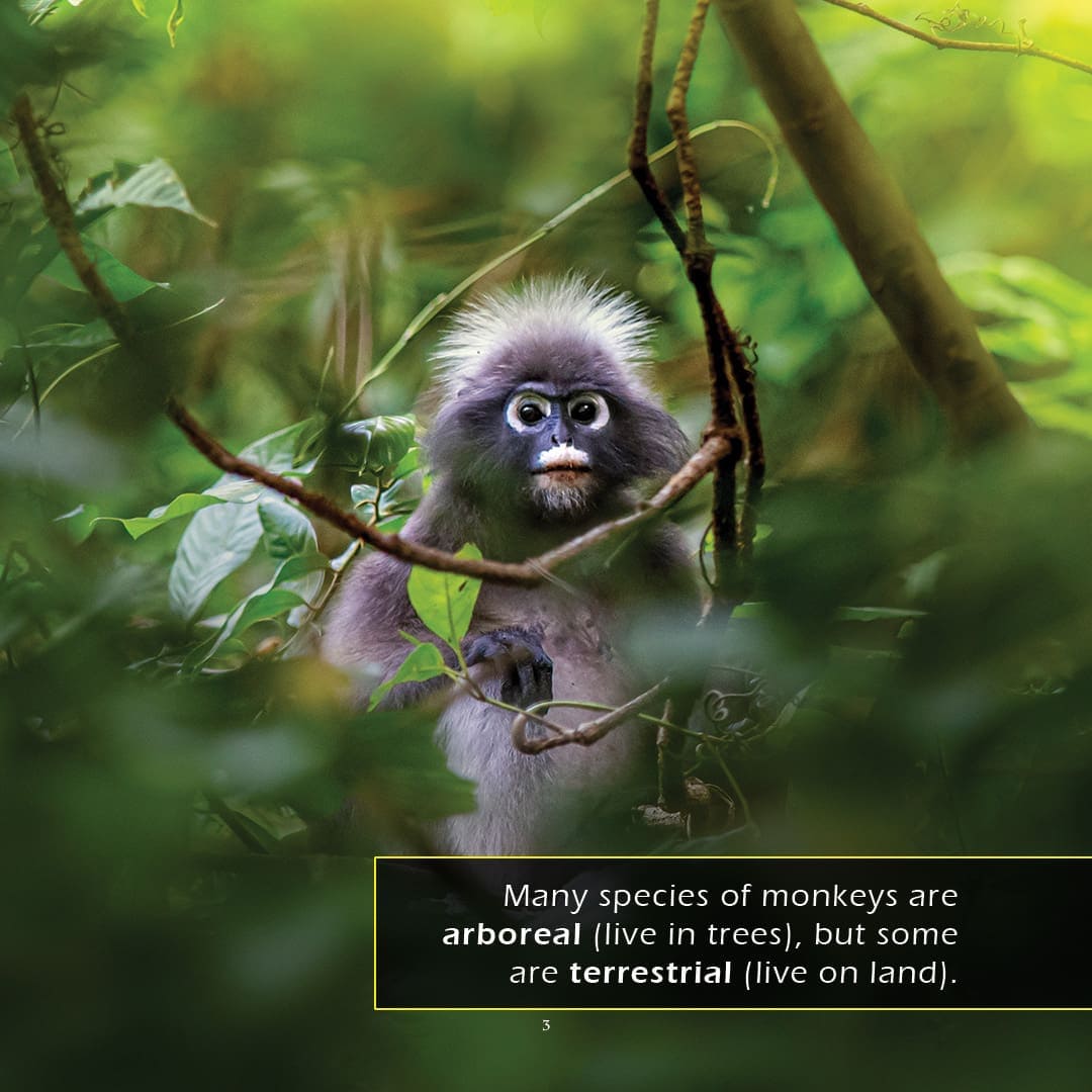 Monkeys! A My Incredible World Picture Book for Children