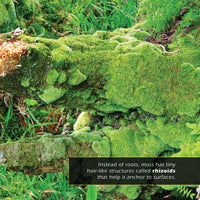Moss! A My Incredible World Picture Book for Children