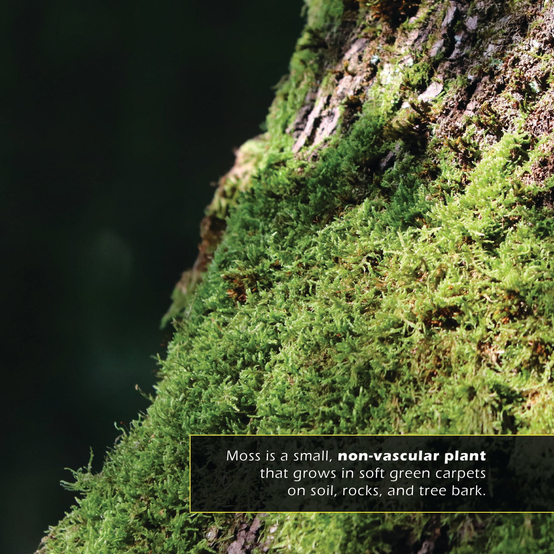 Moss! A My Incredible World Picture Book for Children